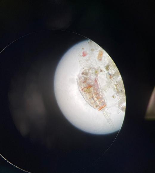 A microscopic view of plankton collected out at sea . St. Francis Catholic High School Sacramento, CA